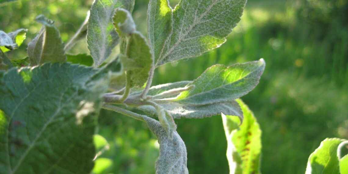 Молочний блиск на яблуні: що робити?