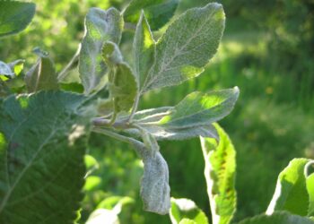 Молочний блиск на яблуні: що робити?