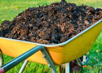 Рослинні рештки: і в компост, і в мульчу