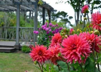 Які квіти викопують восени