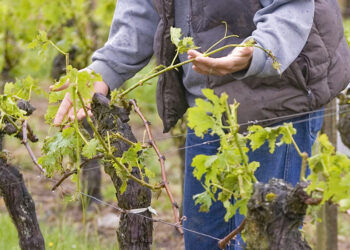 Обрізуємо виноград, як опаде листя