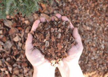 Мульча з соснової кори захистить сад