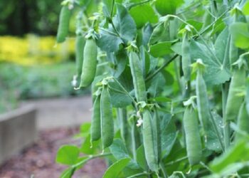 Час сіяти горох