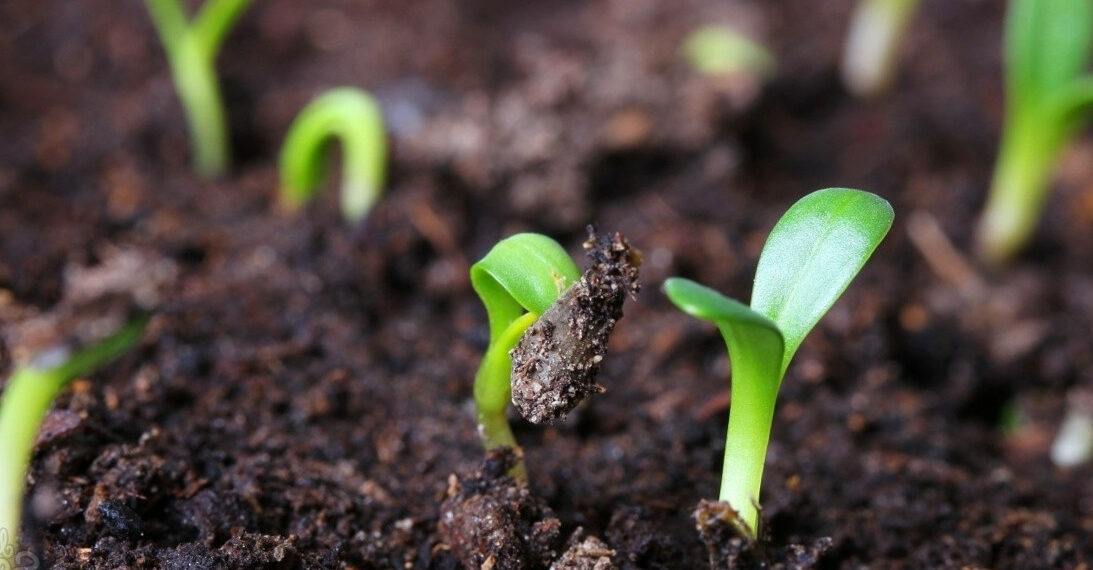 Як відновити грунт?