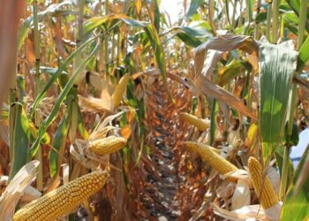 На що згодяться стебла кукурудзи