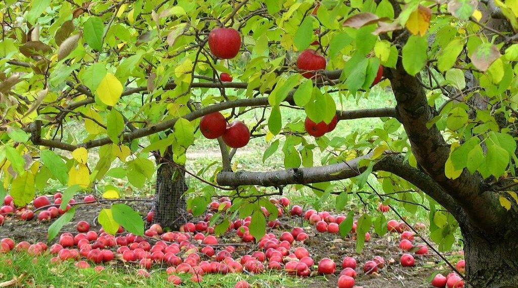 Підживіть яблуньку