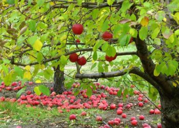 Підживіть яблуньку