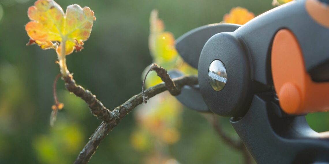 Особливості обрізування ягодників