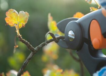 Особливості обрізування ягодників