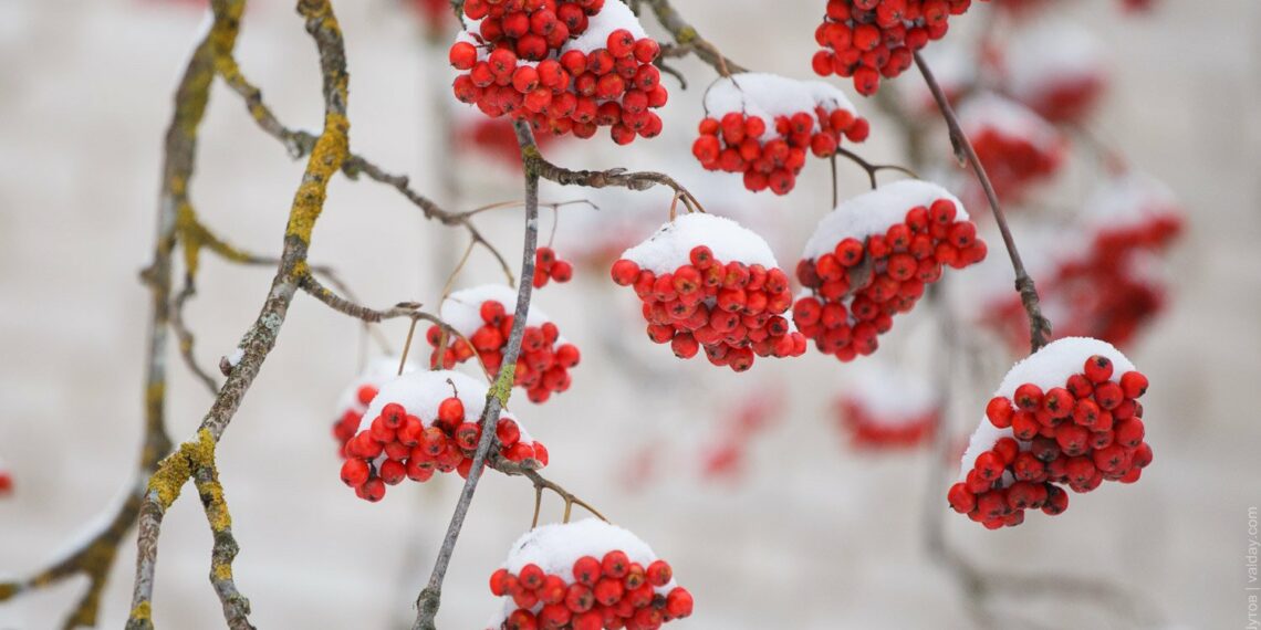 Грудень на городі, в саду та квітнику