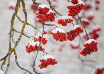 Грудень на городі, в саду та квітнику