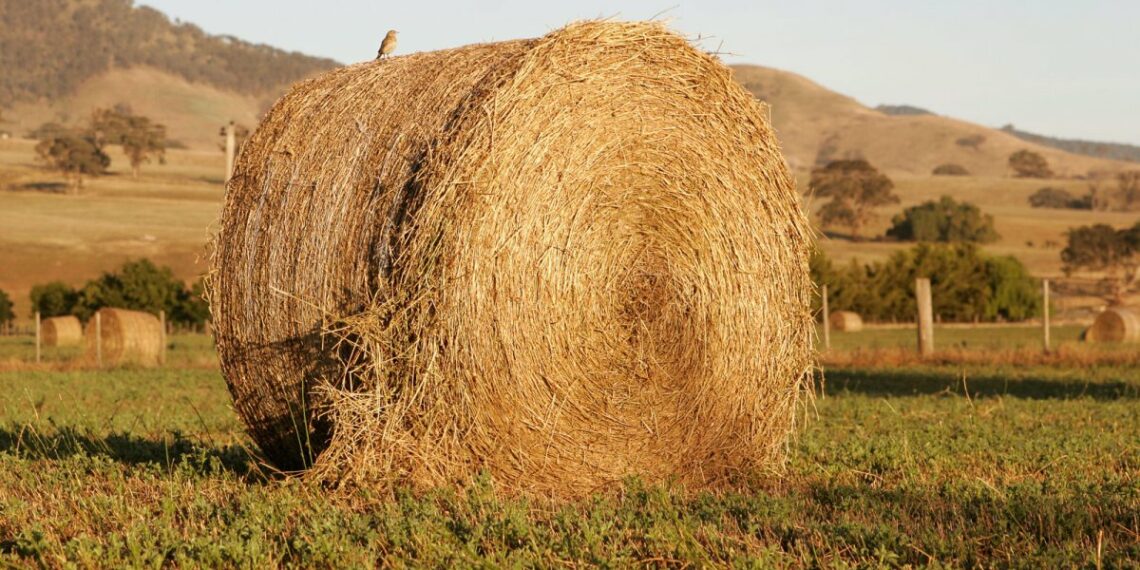 Солома — цінне добриво