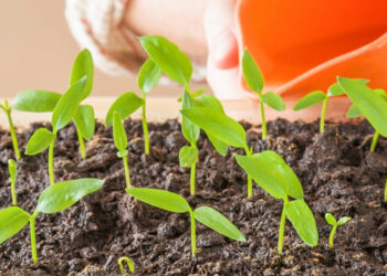 Як приготувати грунт для розсади