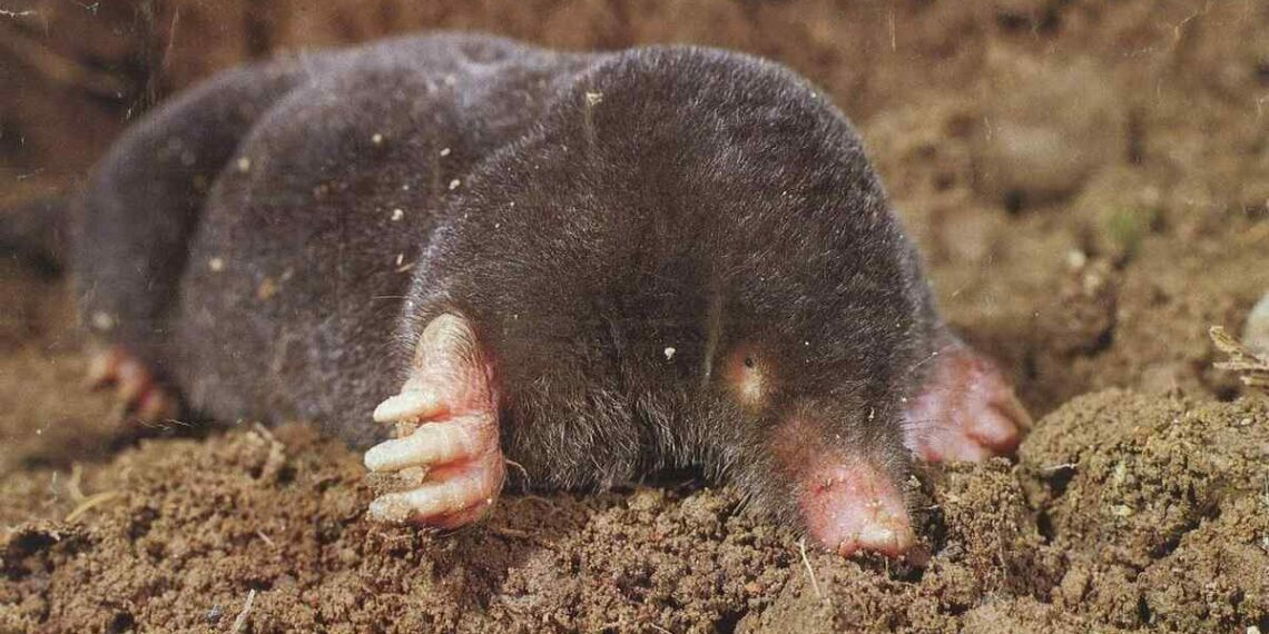 Як позбутися кротів на ділянці