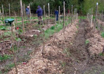 Виноград вкриваю, коли сильно холодає