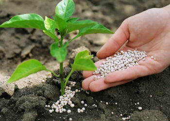 Які добрива потрібніші?