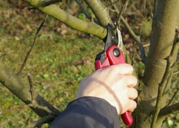 Як правильно обрізувати дерева восени