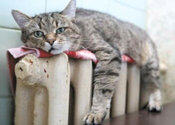 Що робити, якщо під час холодів зникне опалення?