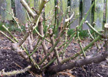 Не поспішайте обрізувати троянди