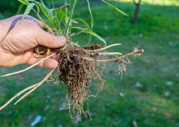 Зарослу пирієм ділянку копайте вилами