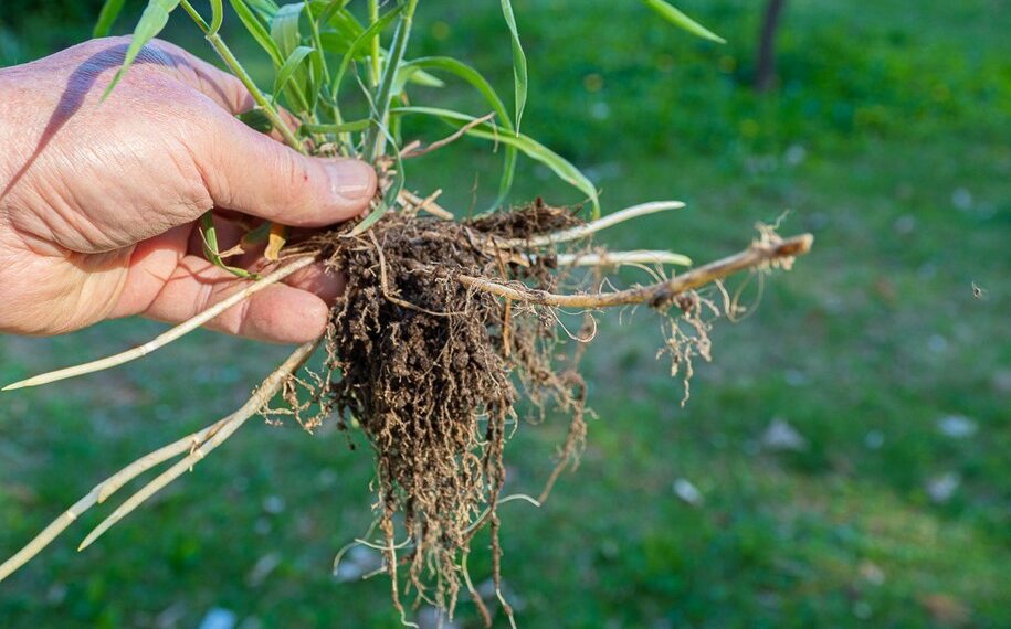 Зарослу пирієм ділянку копайте вилами