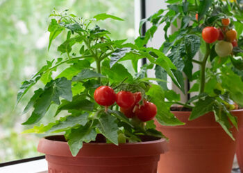 Як виростити овочі на підвіконні