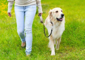 Мінна безпека: що варто пам’ятати власникам дoмашніх тварин