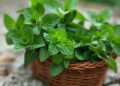 Зелень на підвіконні: з корішків вершки виганяємо