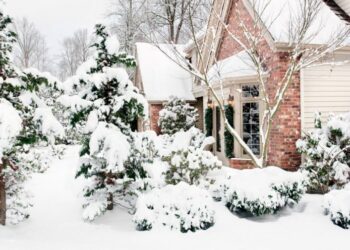 Чому не варто садити хвойні біля дому