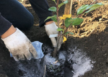 Користь і шкода золи на грядці