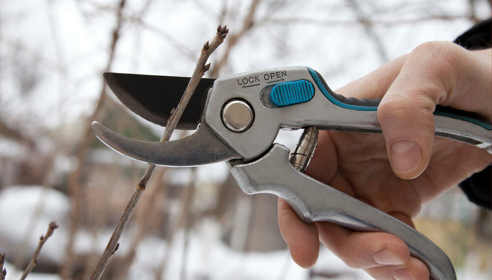 Заготовляйте живці на початку грудня