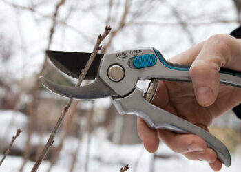 Заготовляйте живці на початку грудня