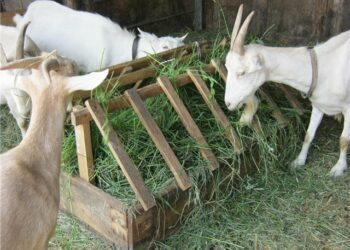 Зробіть годівницю для кіз