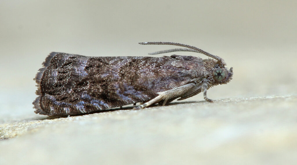 Де зимує плодожерка?