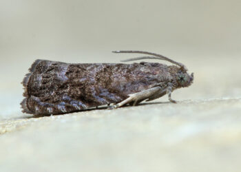 Де зимує плодожерка?