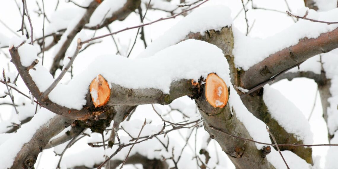 Плодові можна обрізати й взимку