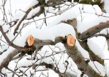 Плодові можна обрізати й взимку