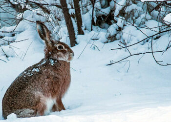 Як захистити дерева від зайців