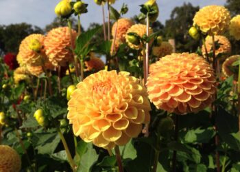 Що робити, якщо жоржини проросли ще восени