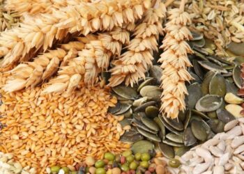 Врожай починається з насіння: як його вибрати?