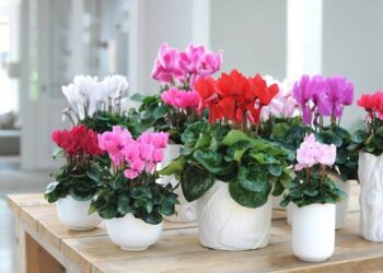 Перезволоження згубне для вазонів