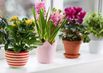 Вазон для кімнатних квітів: як вибрати?