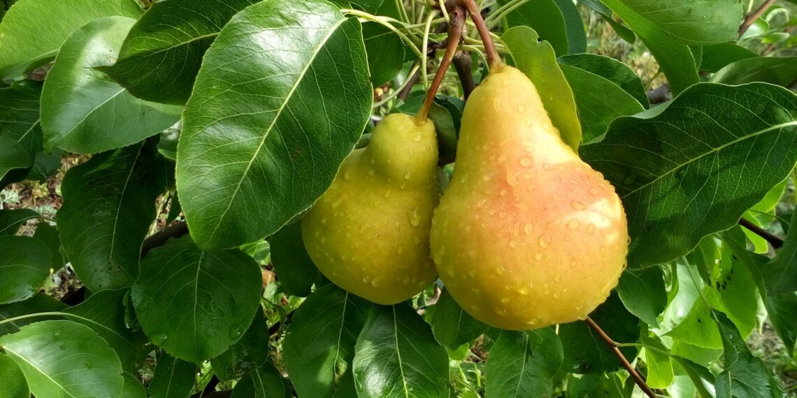 Груша омелі не рада