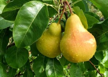 Груша омелі не рада