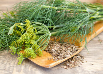 Лікувальні властивості кропу: рецепти з народної медицини