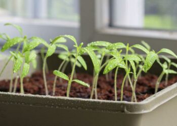 Вирощуємо розсаду: які проблеми?