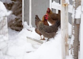 Щоб кури неслись узимку