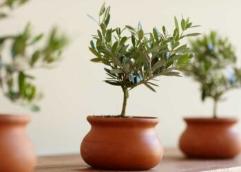 Оливкове деревце — екзотична окраса дому