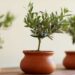 Оливкове деревце — екзотична окраса дому
