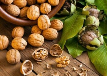 Шкаралупа волоських горіхів допоможе квітам у вазонах